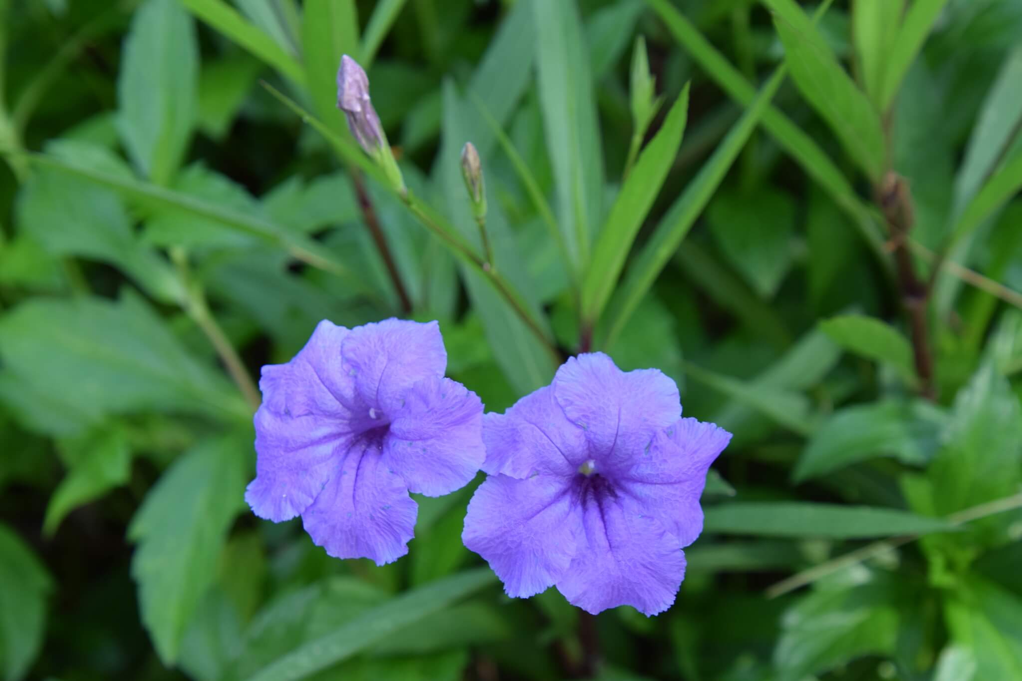 Ruellia simplex